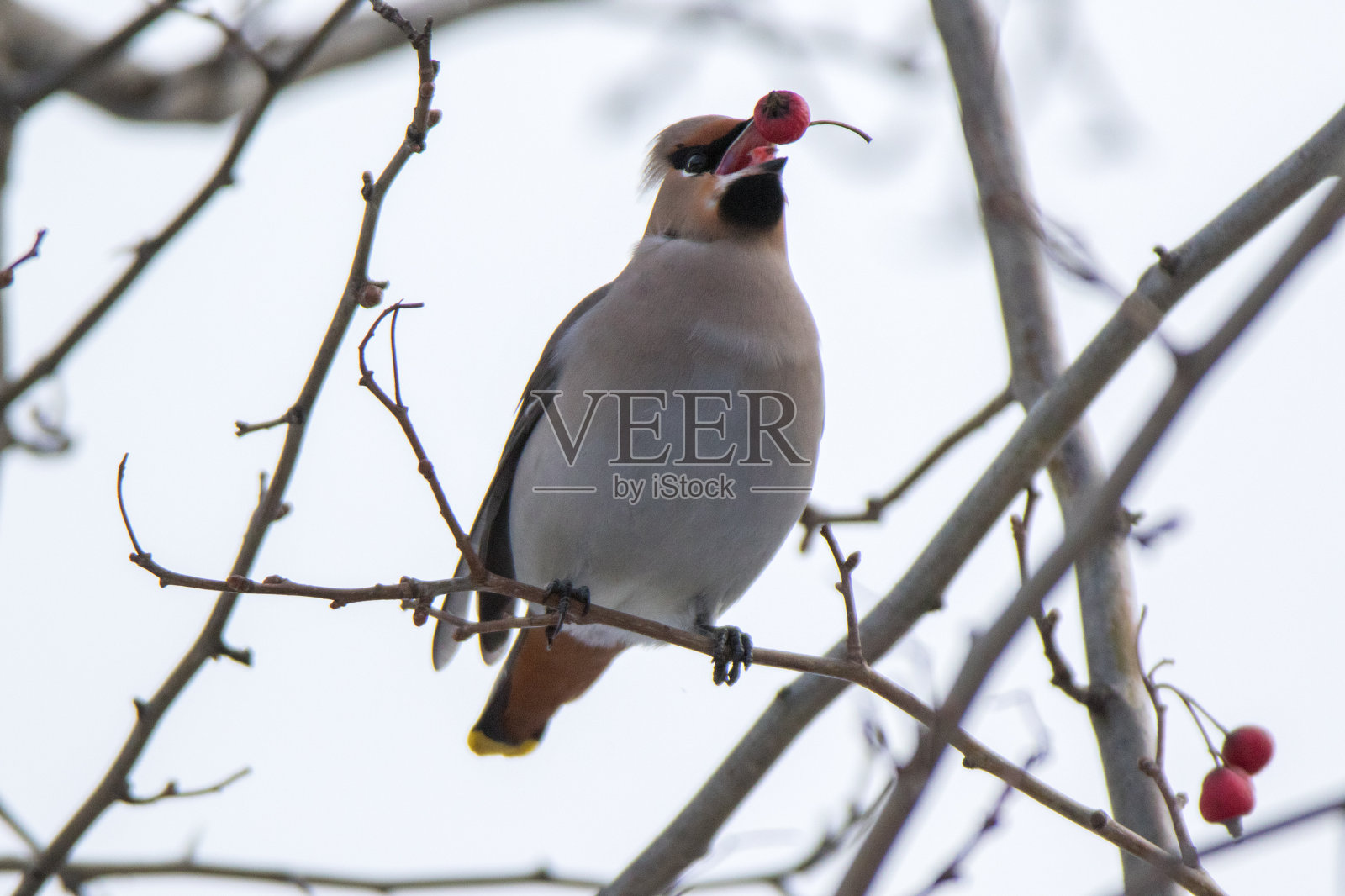 蜡翼（邦比西拉花环）照片摄影图片