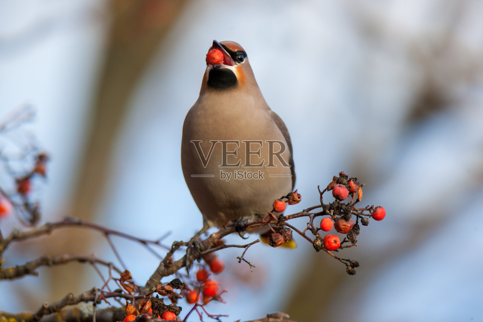 蜡翼（邦比西拉花环）照片摄影图片