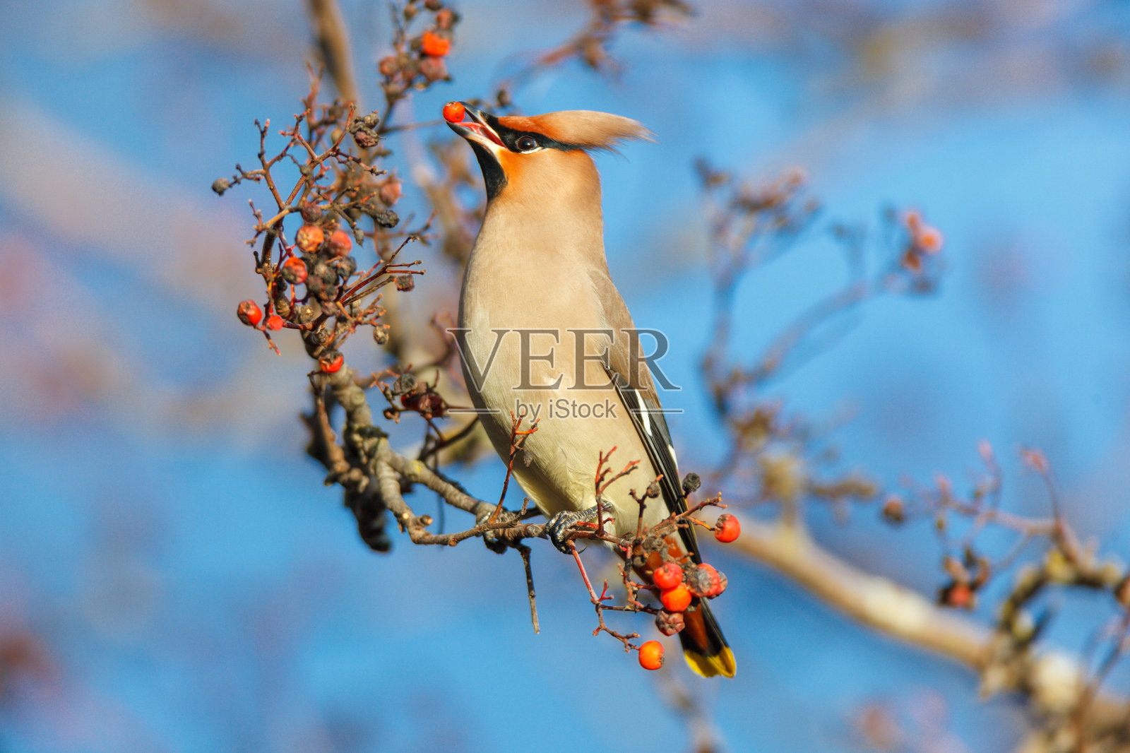 蜡翼（邦比西拉花环）照片摄影图片