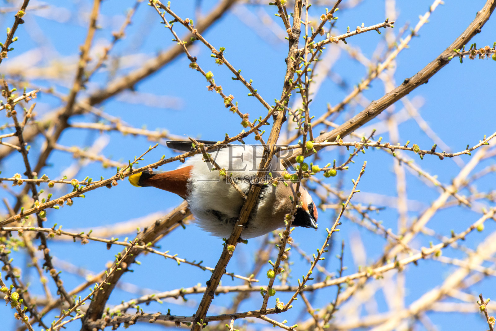 蜡翼（邦比西拉花环）照片摄影图片