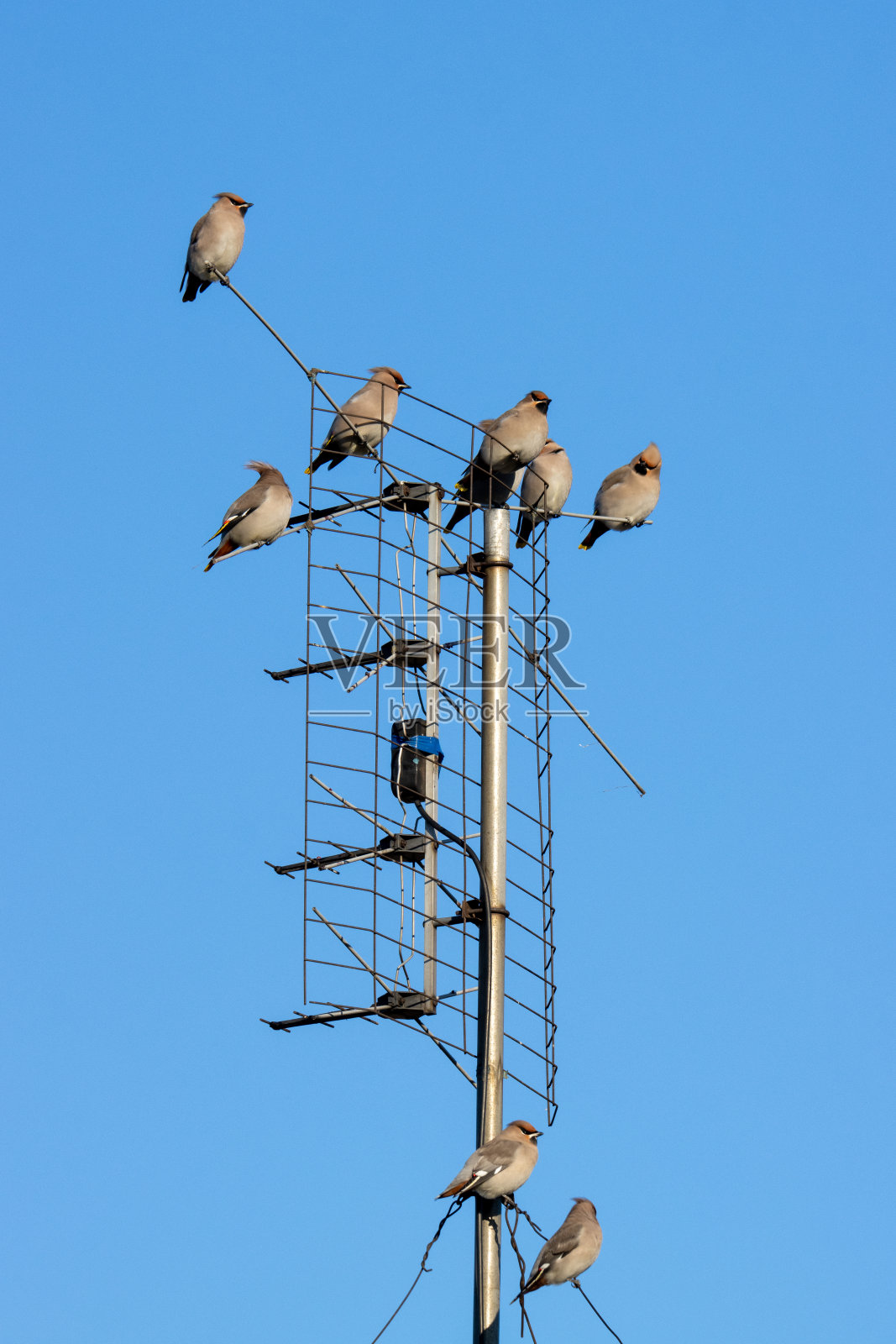 蜡翼（邦比西拉花环）照片摄影图片