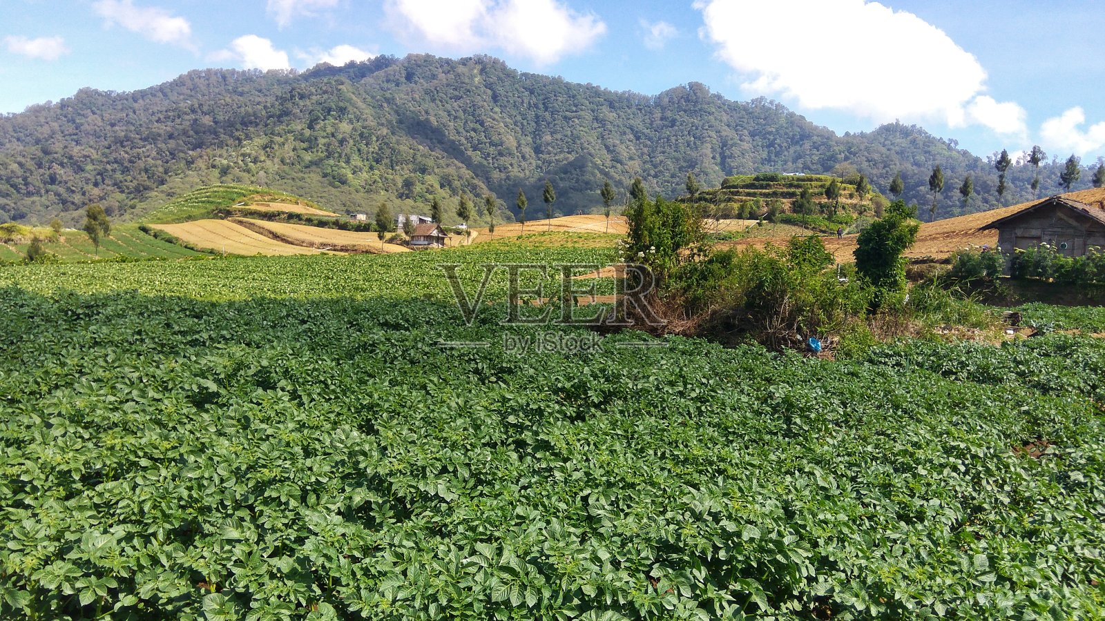 园林绿化蔬菜农场位于山的四周照片摄影图片
