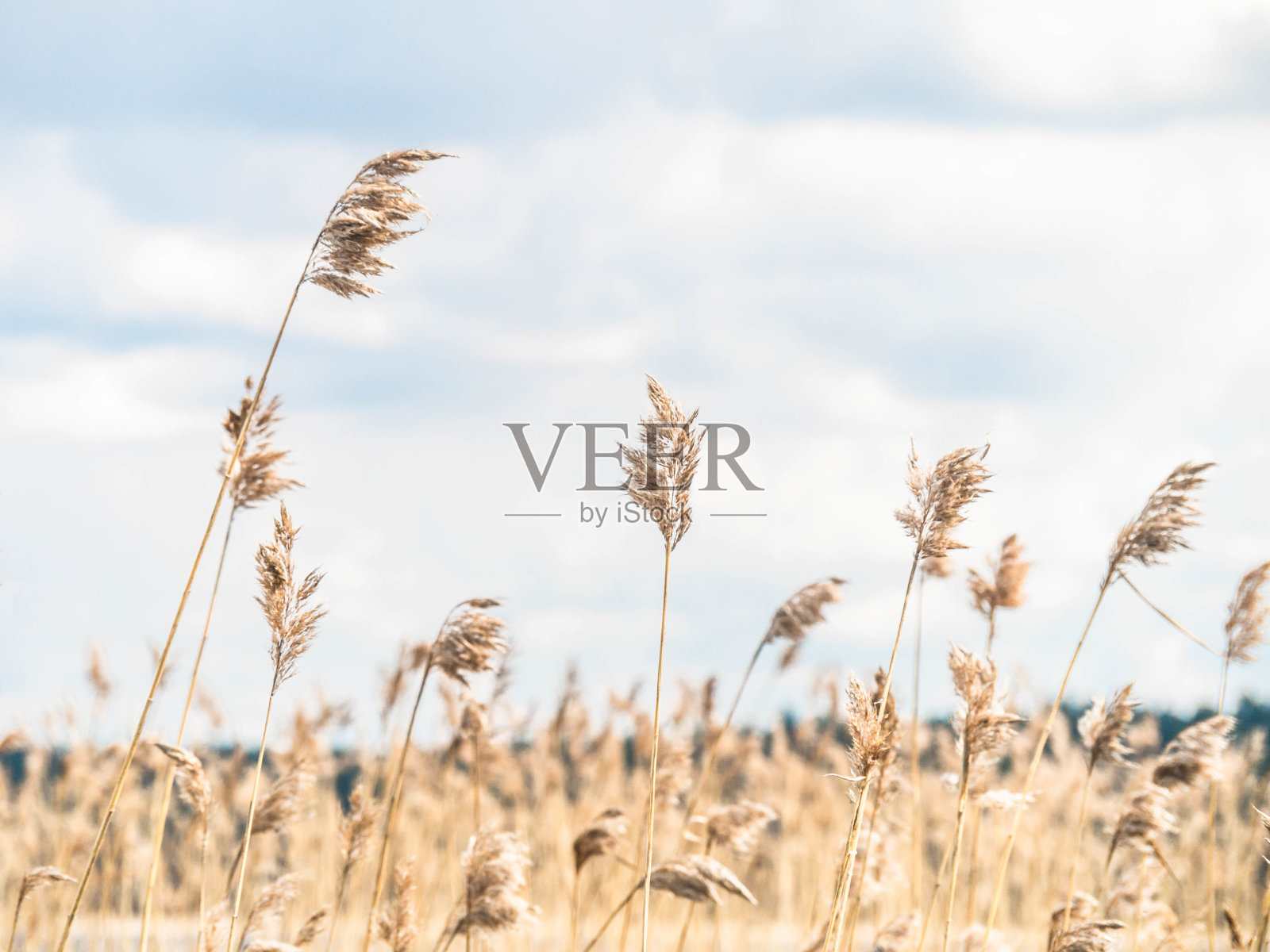 米黄色干燥的潘帕斯草映衬着蓝天。照片摄影图片