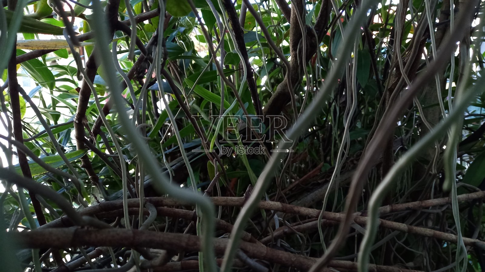 地上兰花的根照片摄影图片