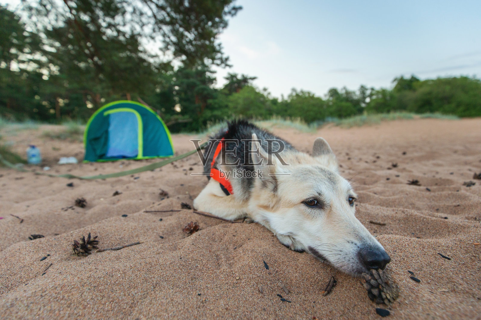 在沙滩上的一棵树下搭帐篷照片摄影图片