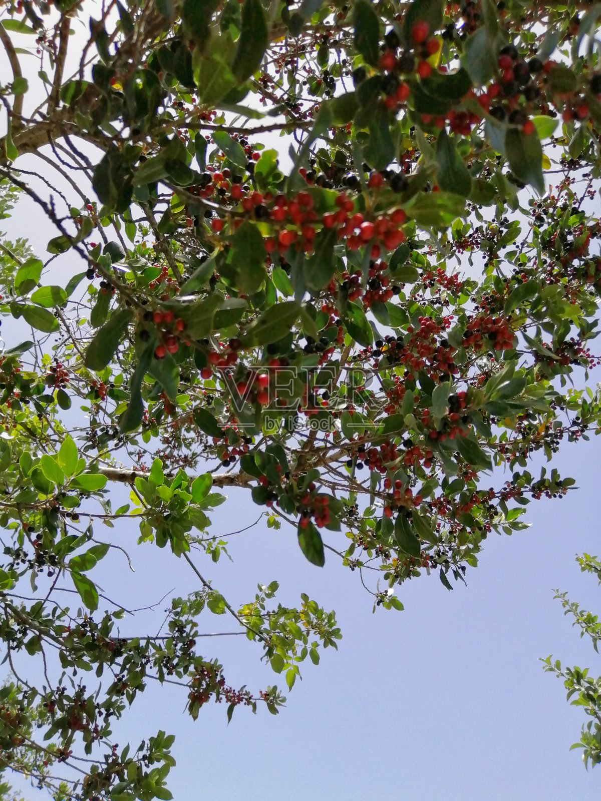 乳香浆果照片摄影图片