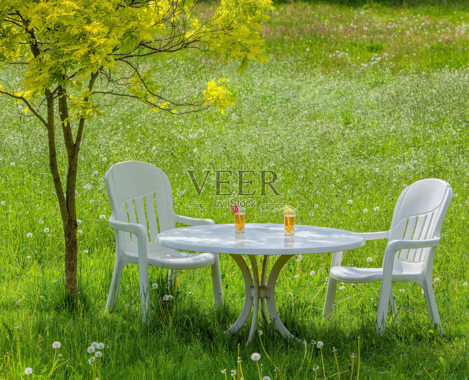 草地上一棵小树的阴影下，有两杯橙汁的白色加藤椅和桌子照片摄影图片