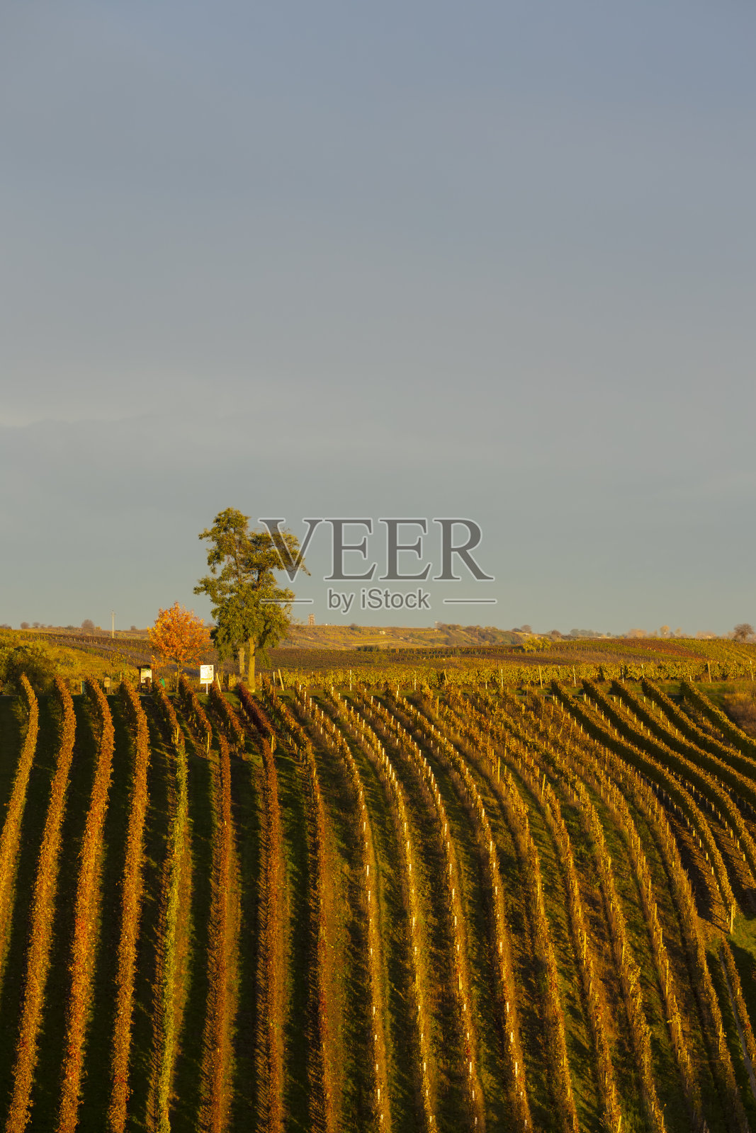 捷克共和国南部摩拉维亚切伊科维茨附近的秋季葡萄园照片摄影图片