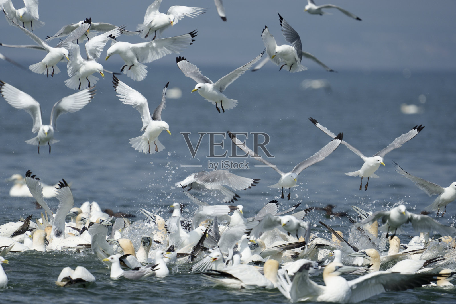 Kittiwake, tridactyla酒吧照片摄影图片