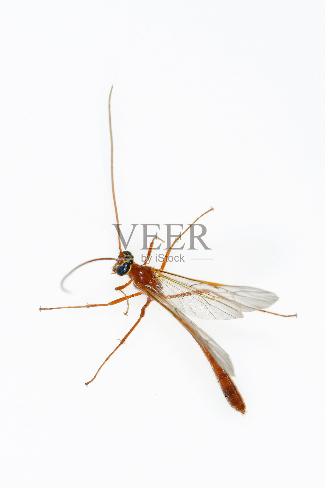 膜翅目昆虫照片摄影图片