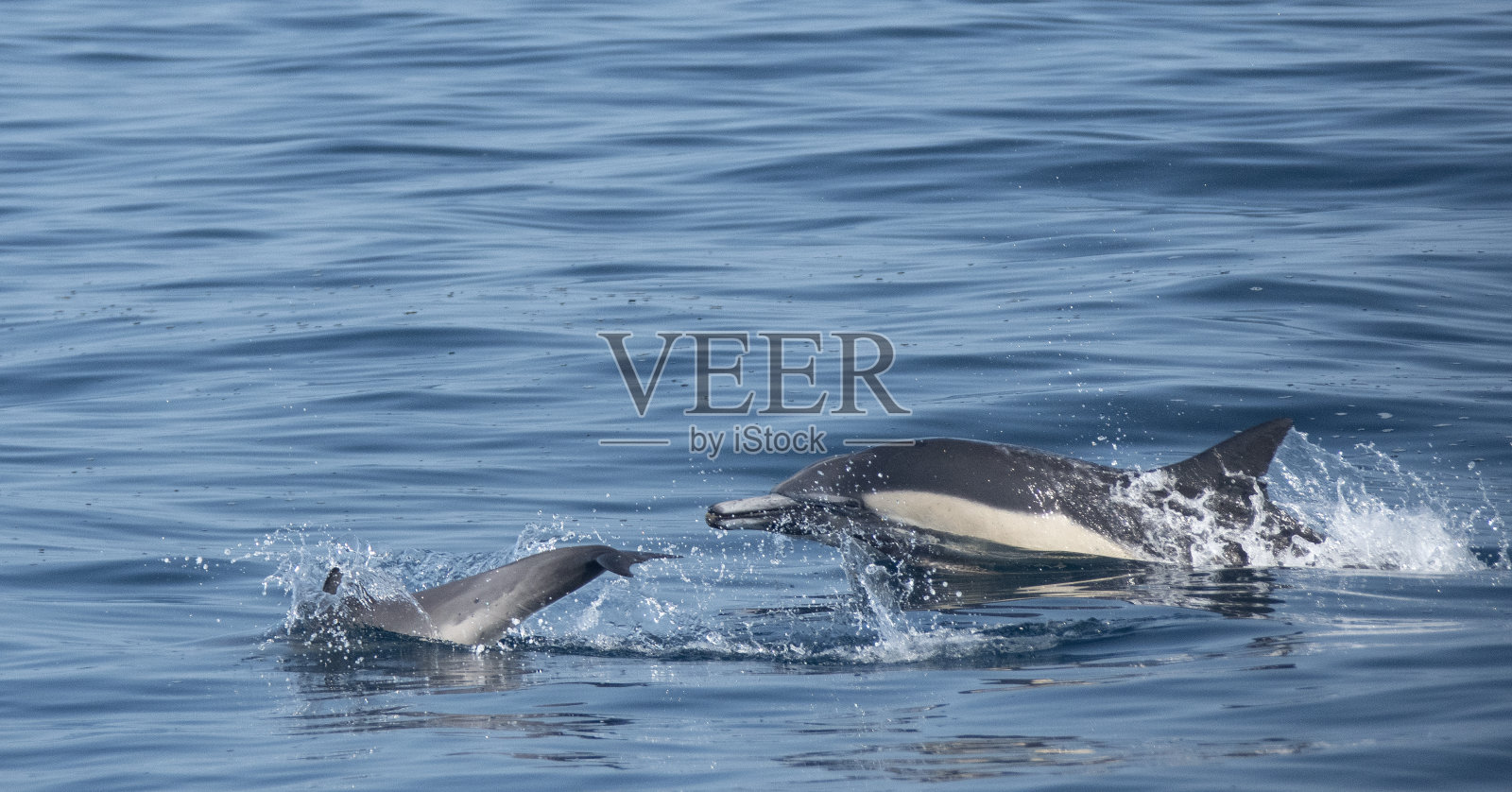 海豚妈妈追逐她活泼的小海豚照片摄影图片