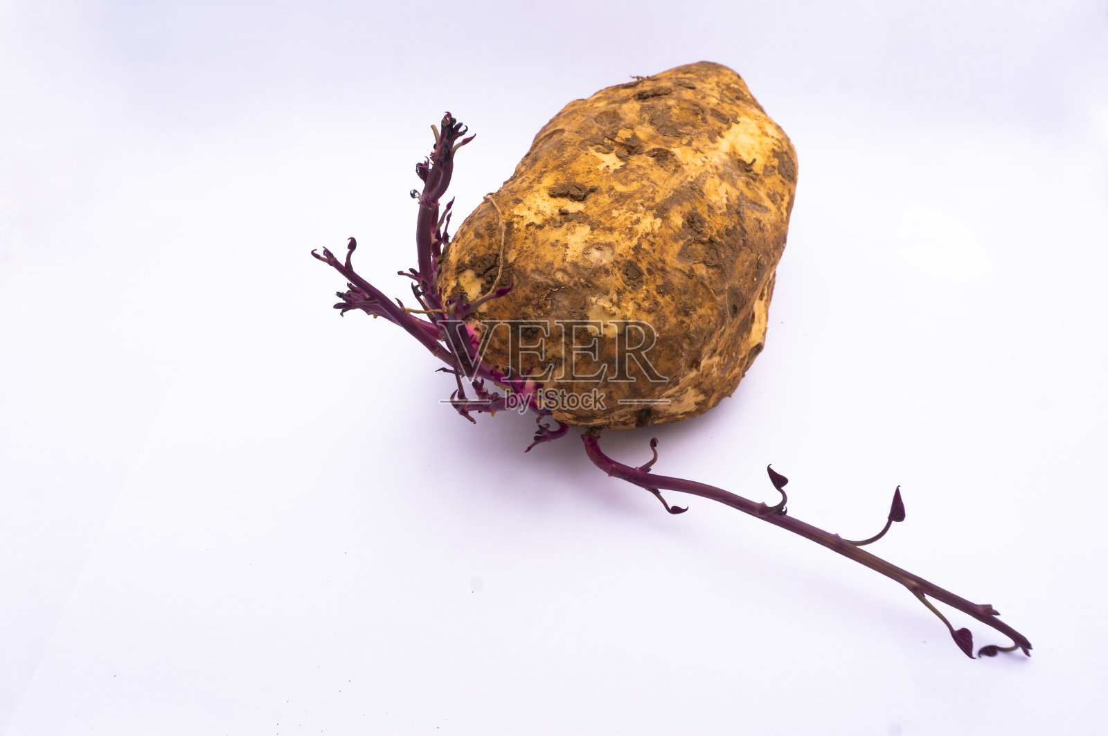 有紫色根的甘薯照片摄影图片