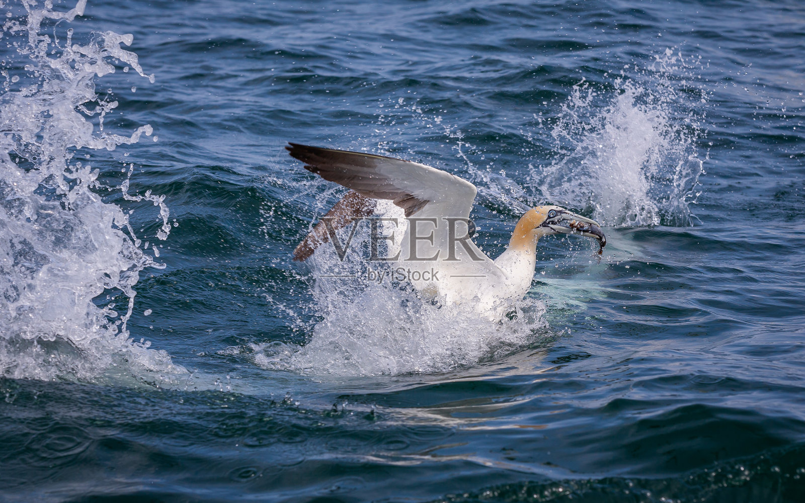 北塘鹅潜水和飞行照片摄影图片