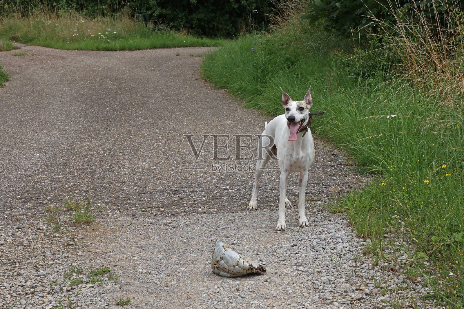 狗在散步的照片照片摄影图片