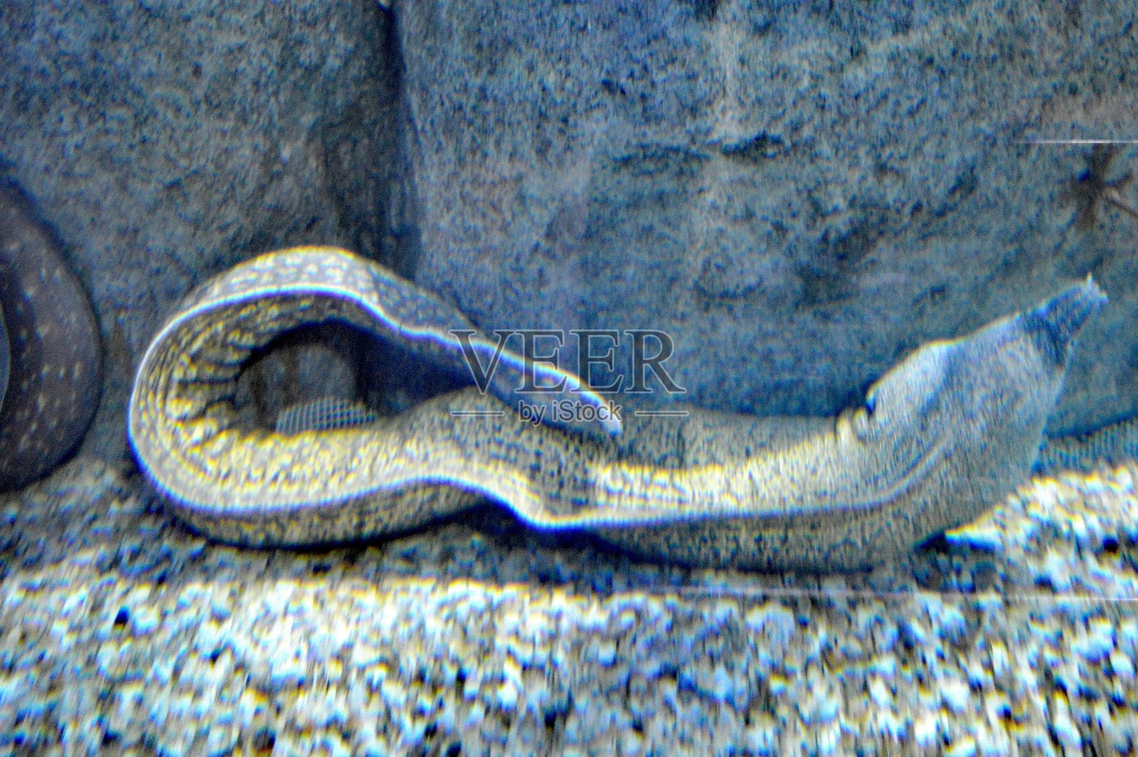 西班牙，巴伦西亚，海洋之家，海鳗，水盆照片摄影图片