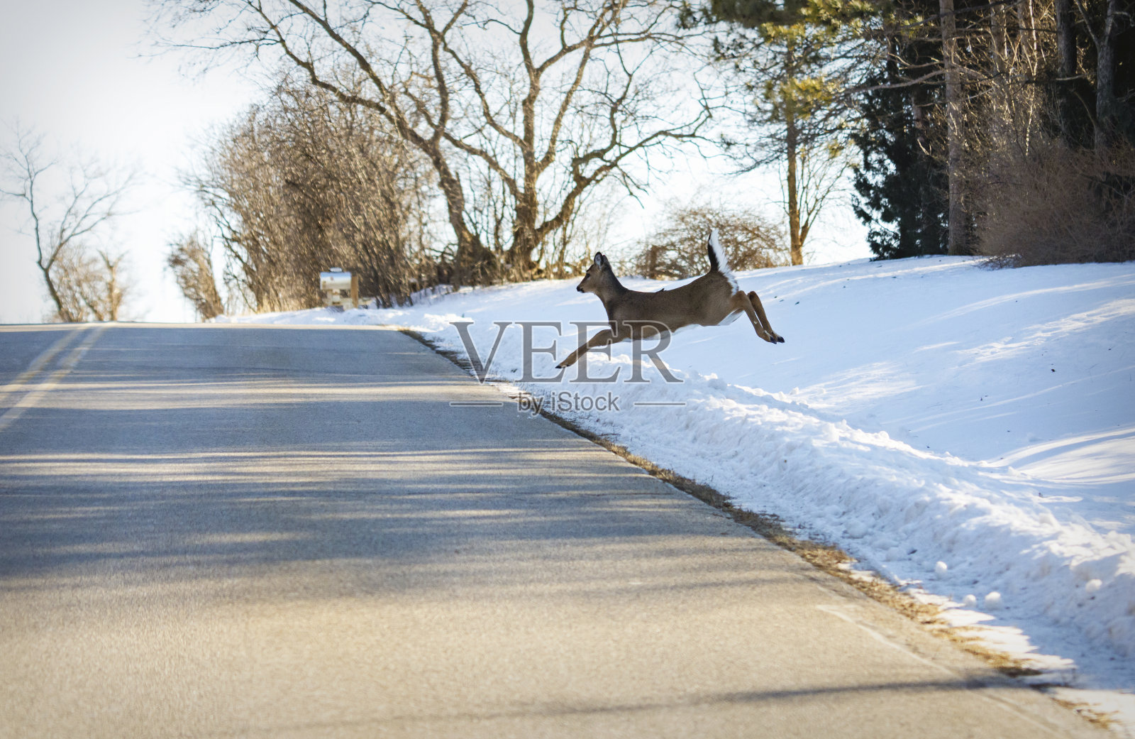 一只白尾鹿跳上了一条乡村公路，前面是一辆迎风而来的车辆。照片摄影图片