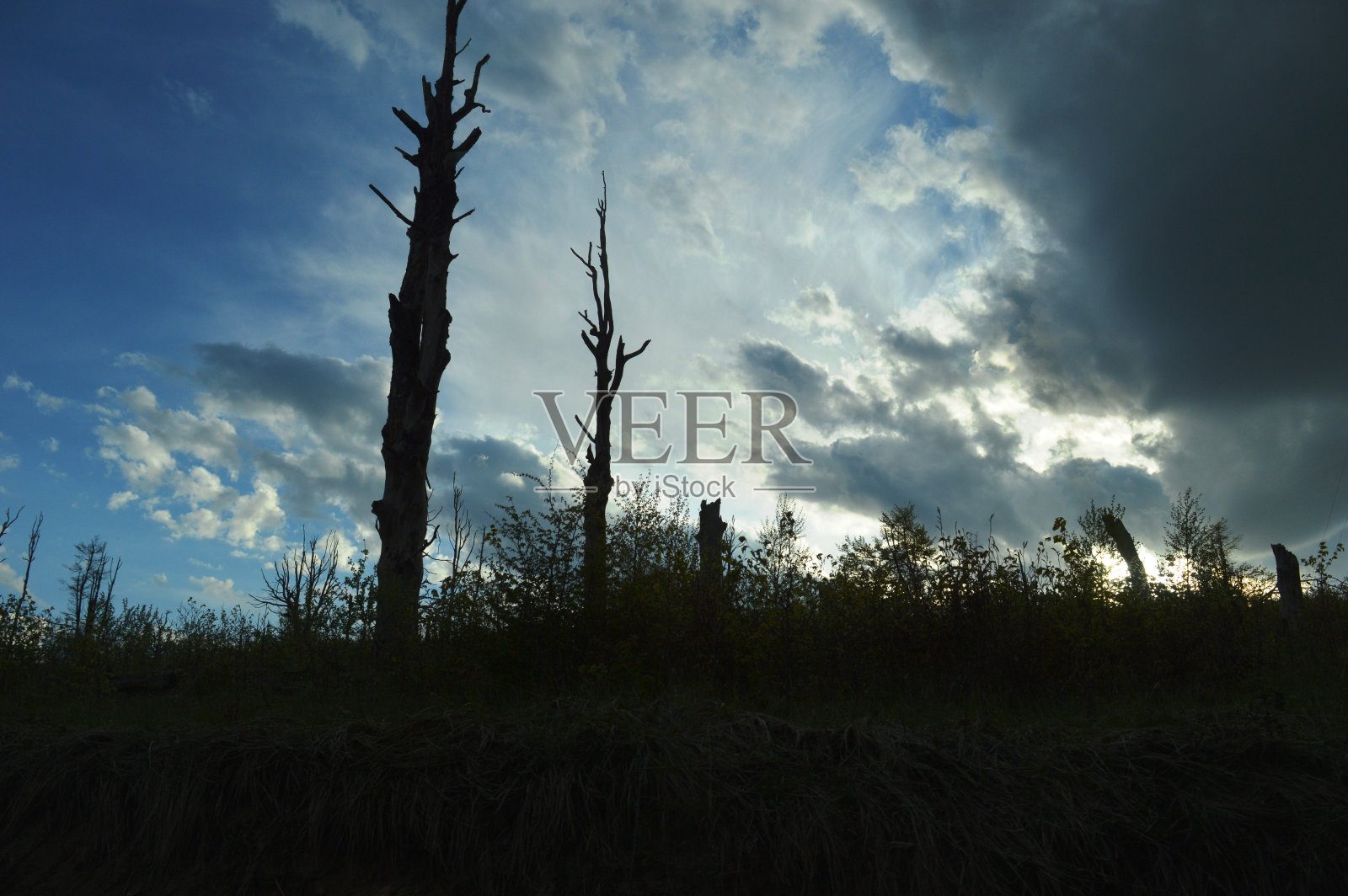 黄昏时火灾后的树木照片摄影图片