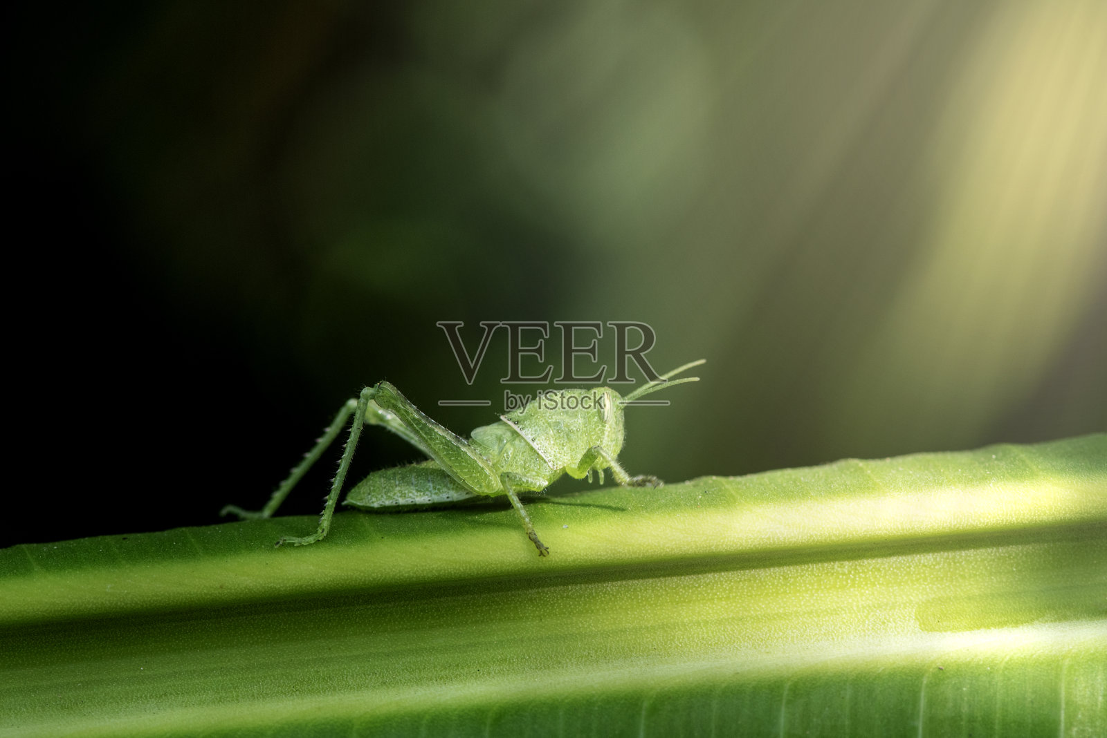 一只绿色的蚱蜢在绿色背景的树枝上。照片摄影图片