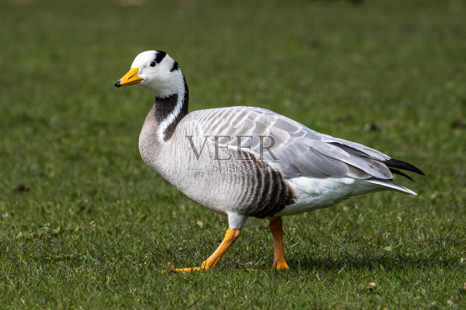 慕尼黑英国花园的斑头鹅照片摄影图片
