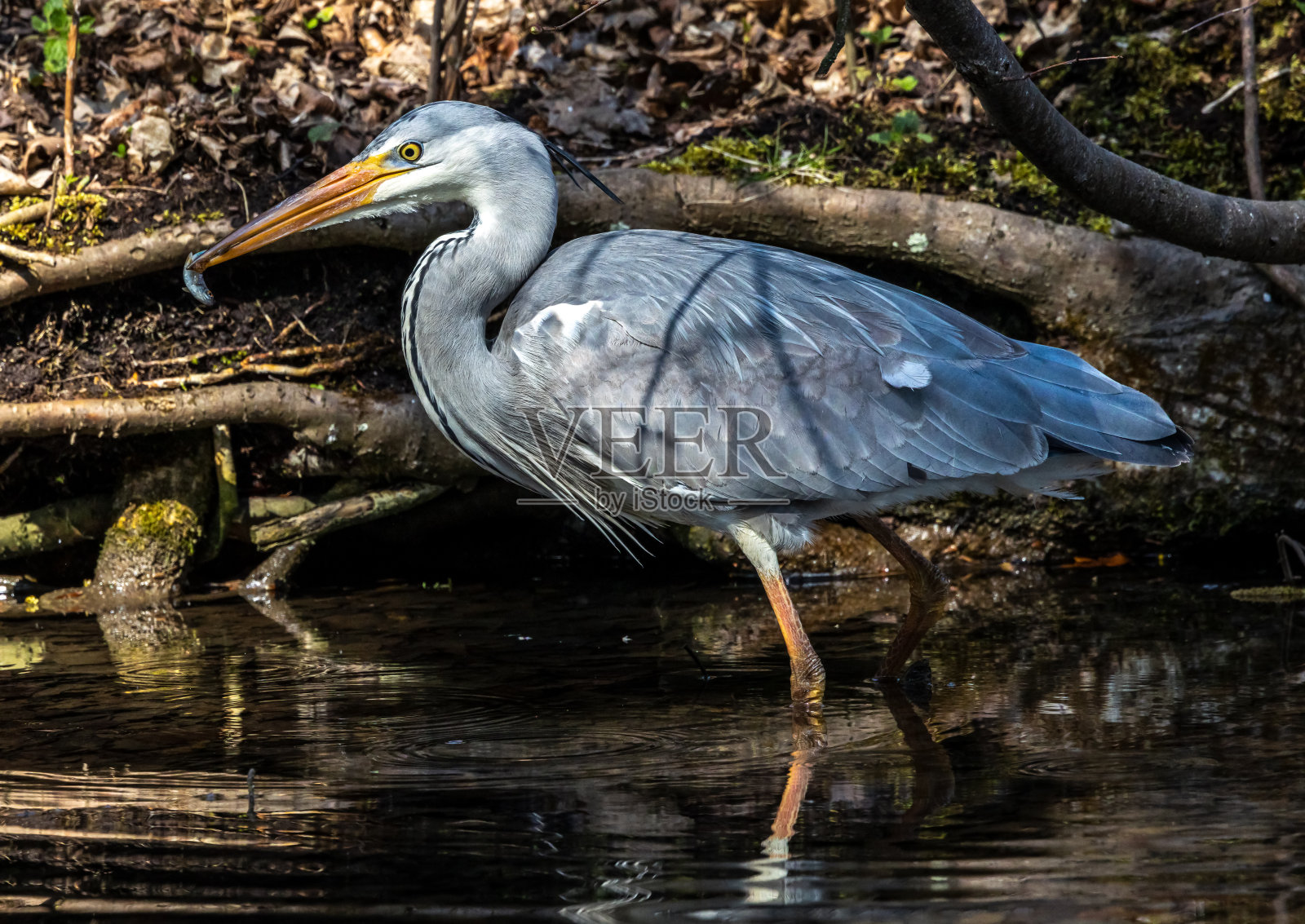 当Ardea cinerea在流动的水中钓到一只苍鹭时，他成功地钓到了一条鱼。照片摄影图片