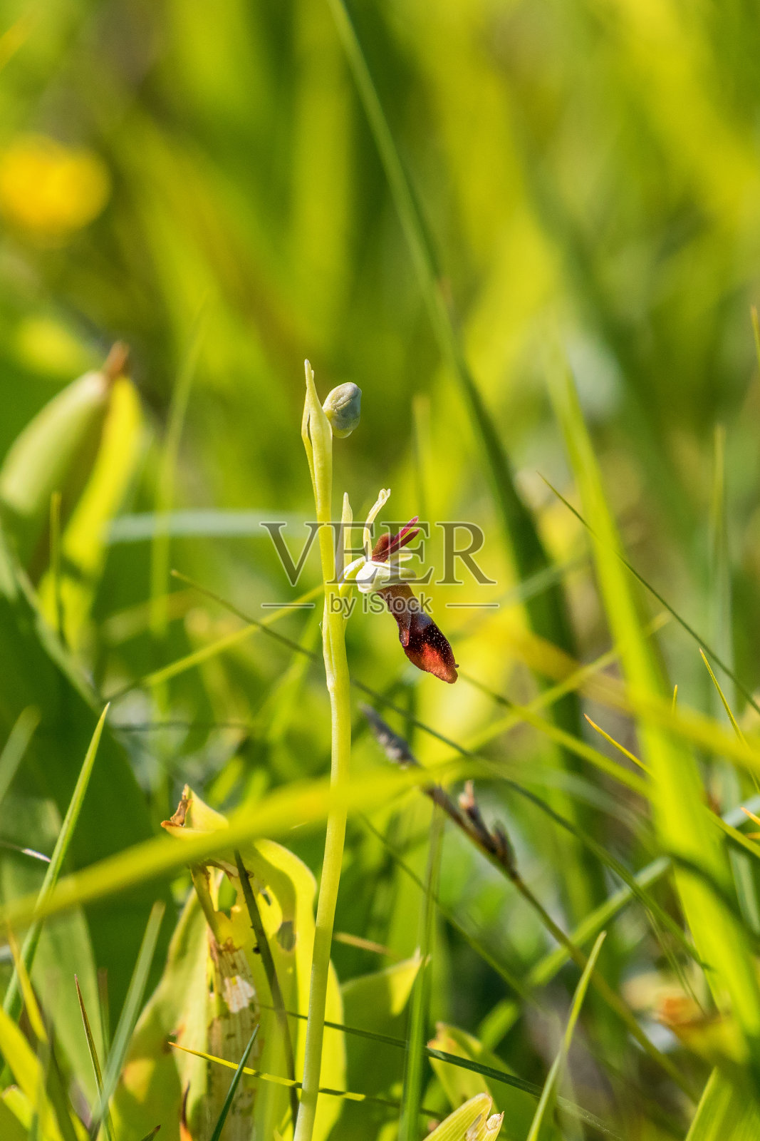 在夏日的草地上飞兰花花照片摄影图片