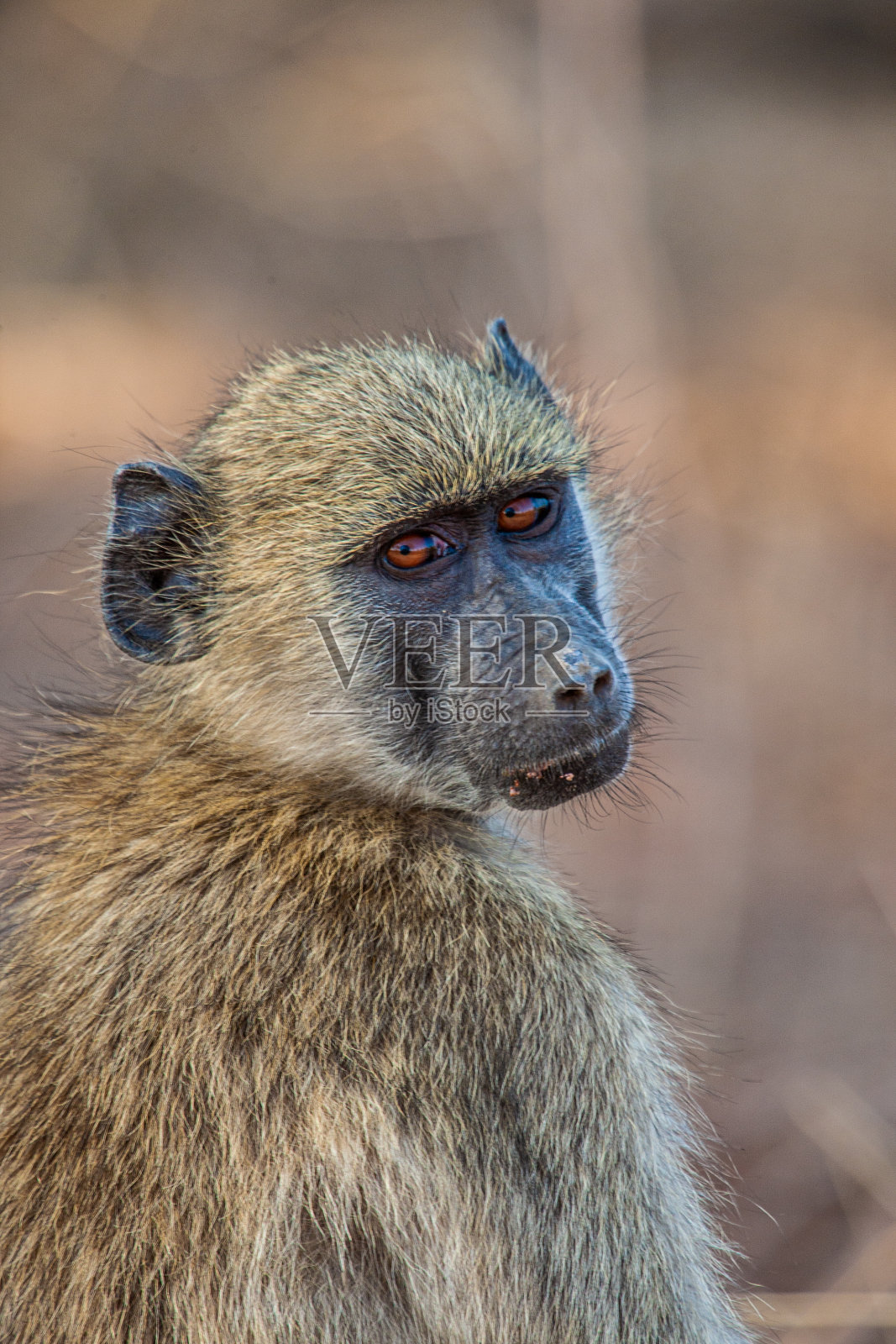南非克鲁格公园，一只年轻的南非狒狒坐在尘土飞扬的路上照片摄影图片