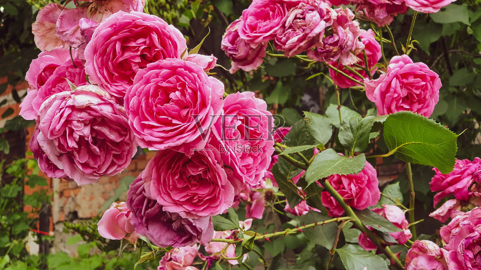 时间自然照片摄影图片