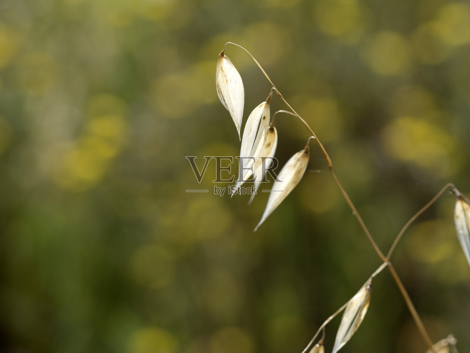 穗细节宏观近距离照片摄影图片