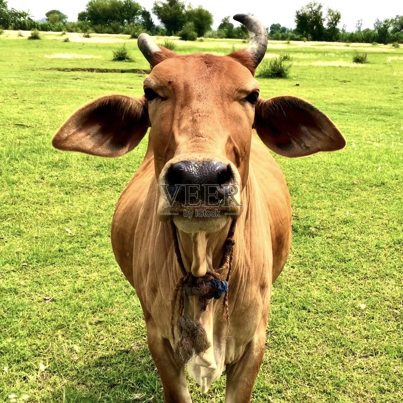 可爱照片摄影图片