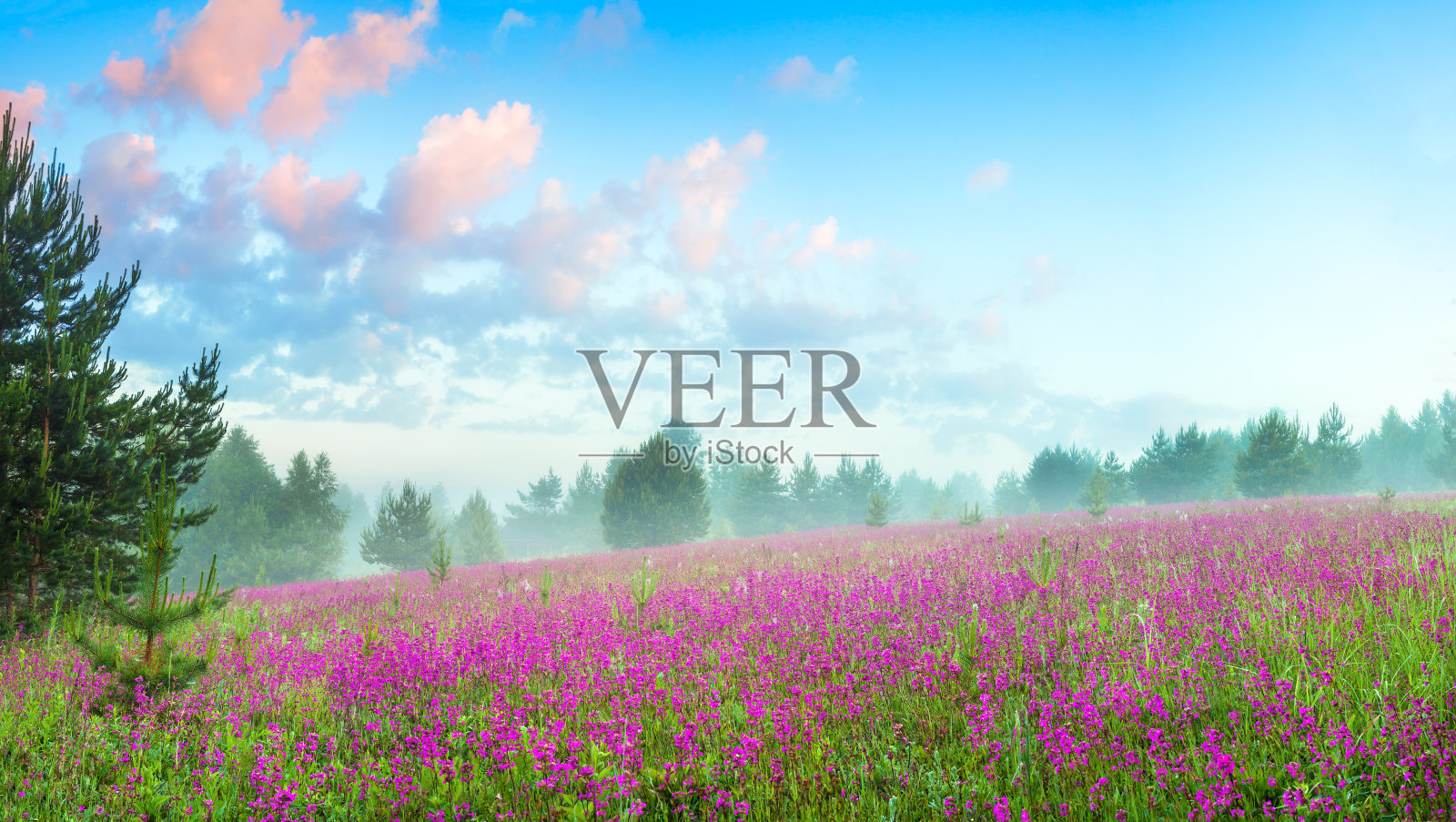 春天的景观与盛开的草地照片摄影图片