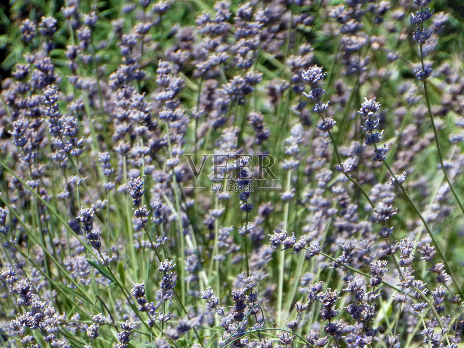 特写薰衣草花背景照片摄影图片