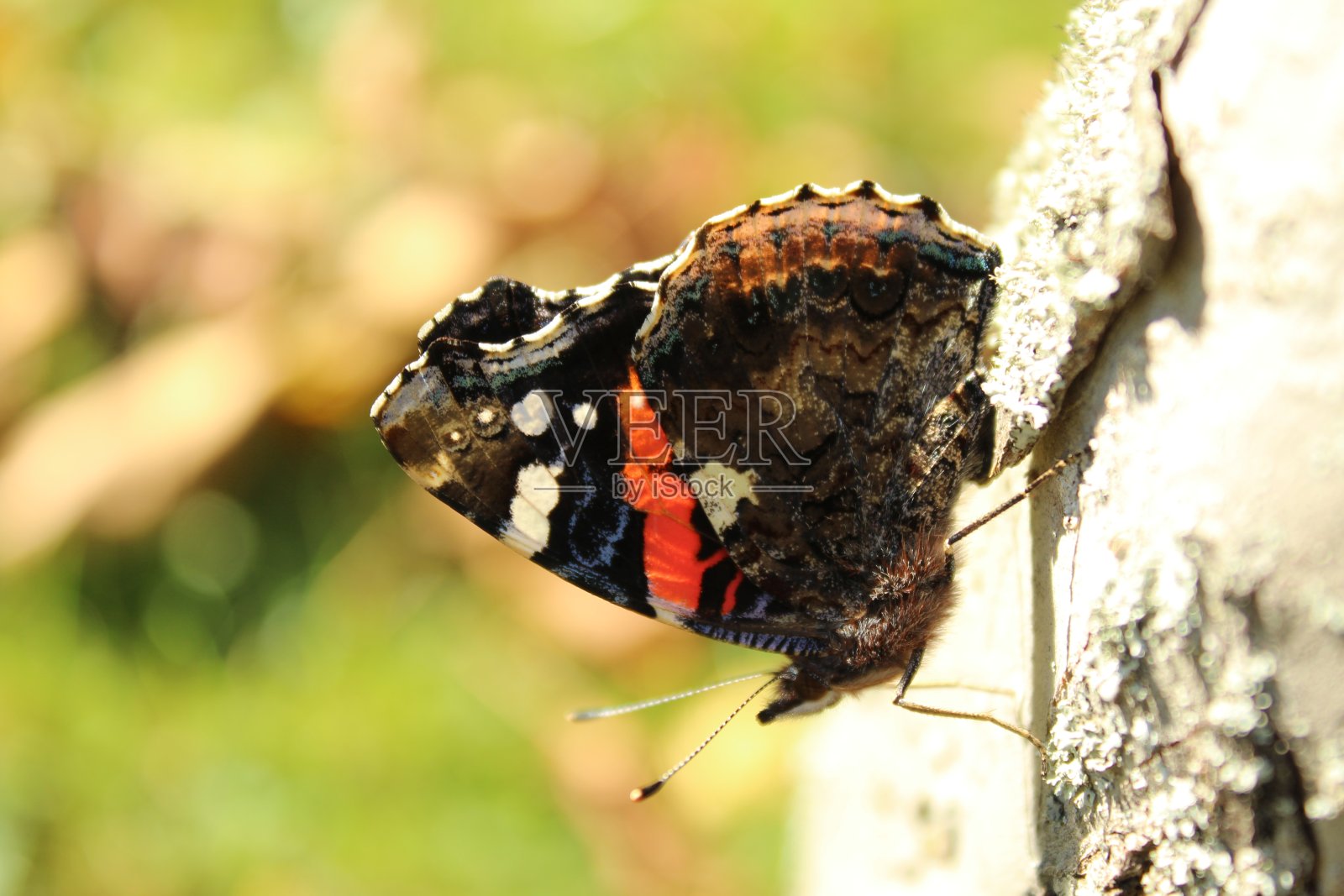 树上的将军照片摄影图片