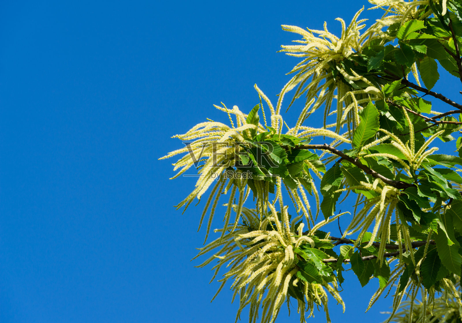 甜栗树(板栗)的花。在公共景观城市公园克拉斯诺达尔或加利茨基公园的蓝天背景下，甜栗子(西班牙语或栗子)花朵的特写。照片摄影图片