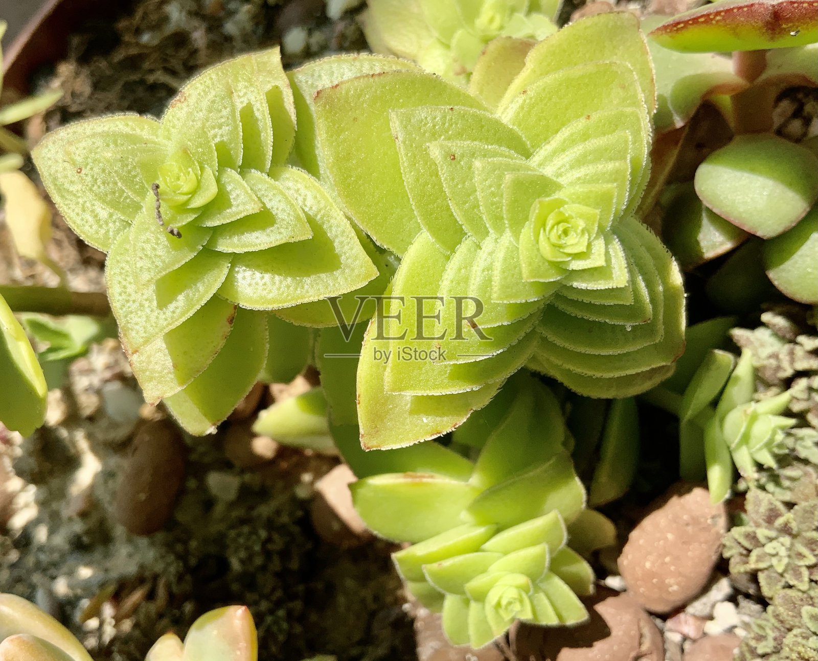 克拉苏拉植物照片摄影图片