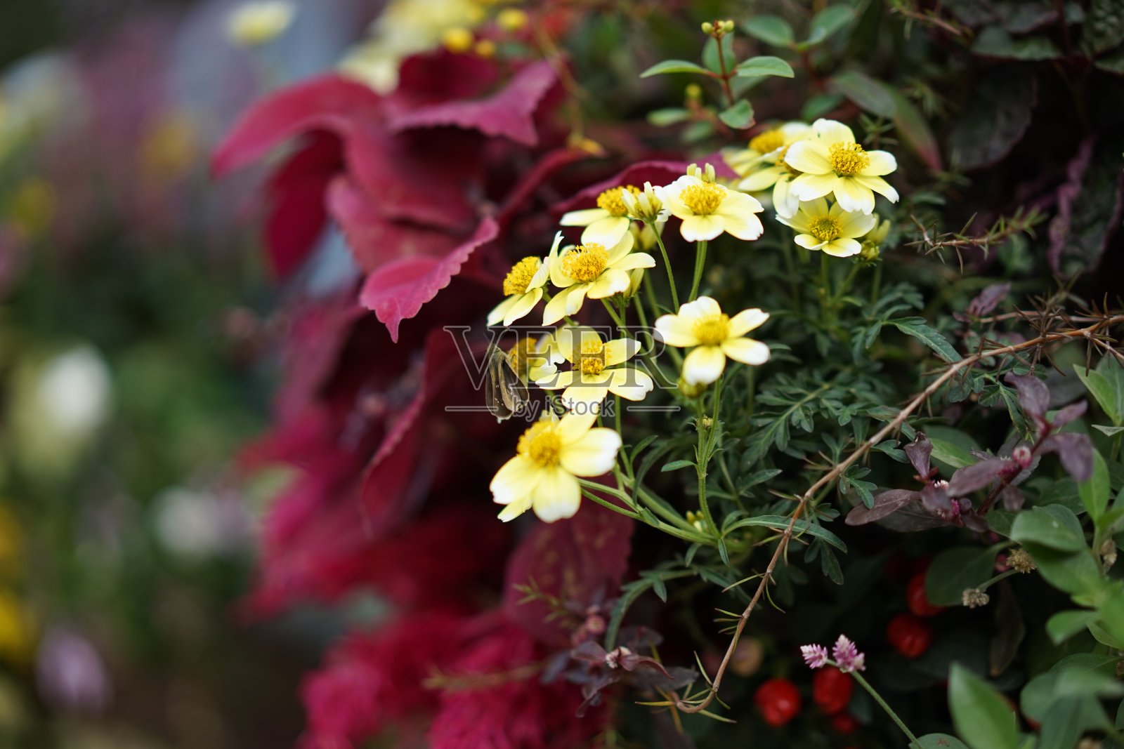 日本风格的园艺照片摄影图片