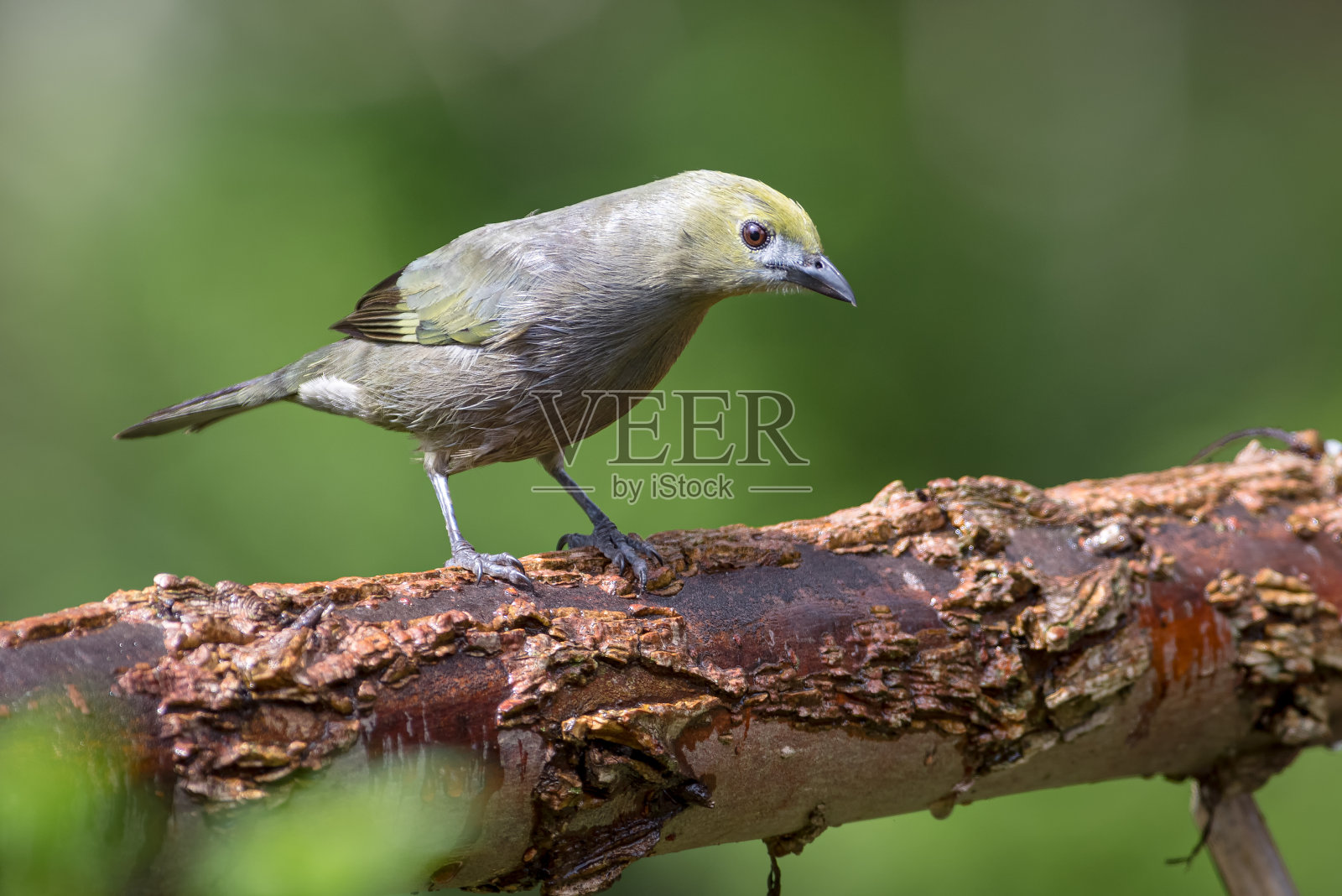 棕唐纳雀栖息在一棵干燥的树干上照片摄影图片