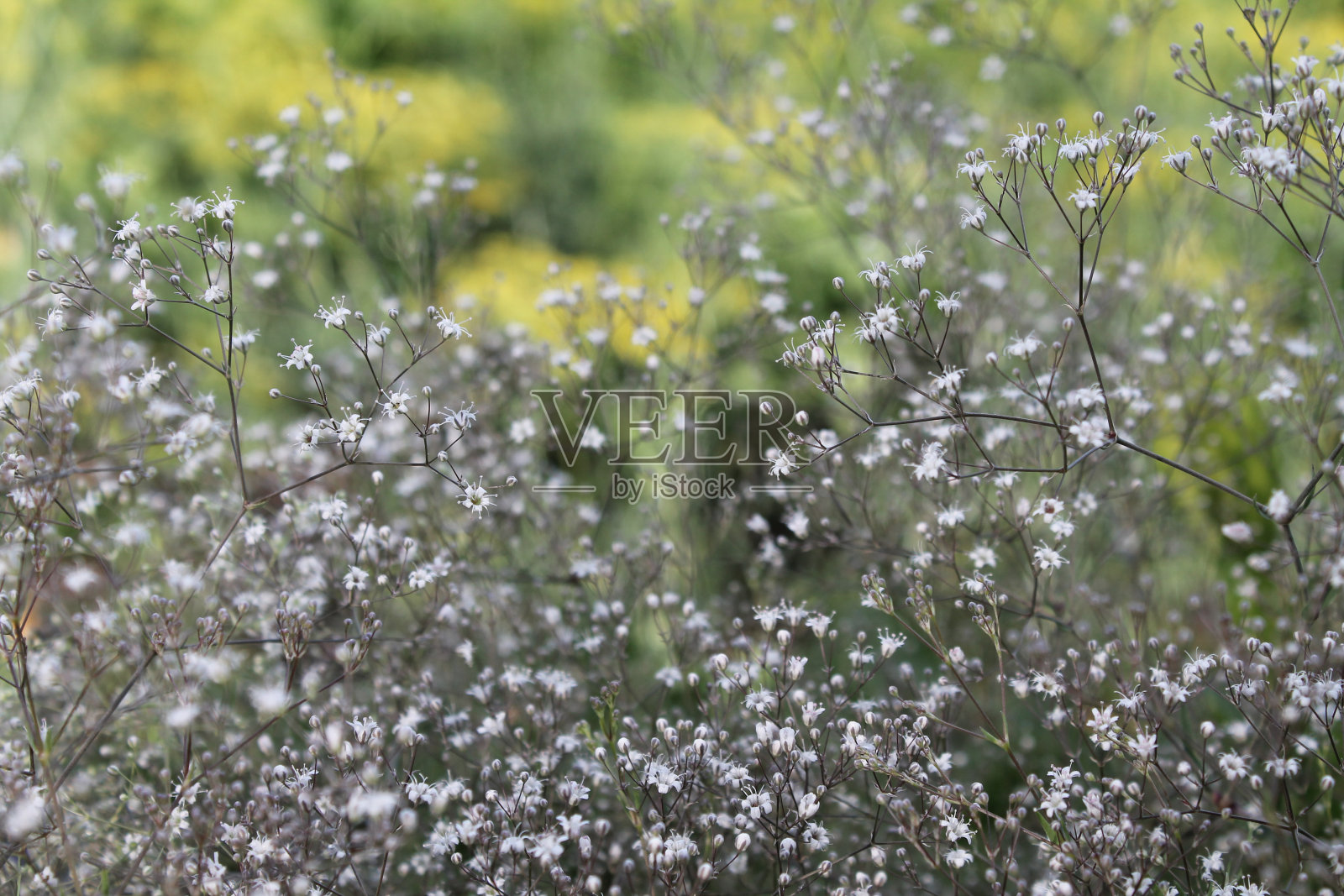 模糊的小白花——花园里的石竹，大石竹丛照片摄影图片