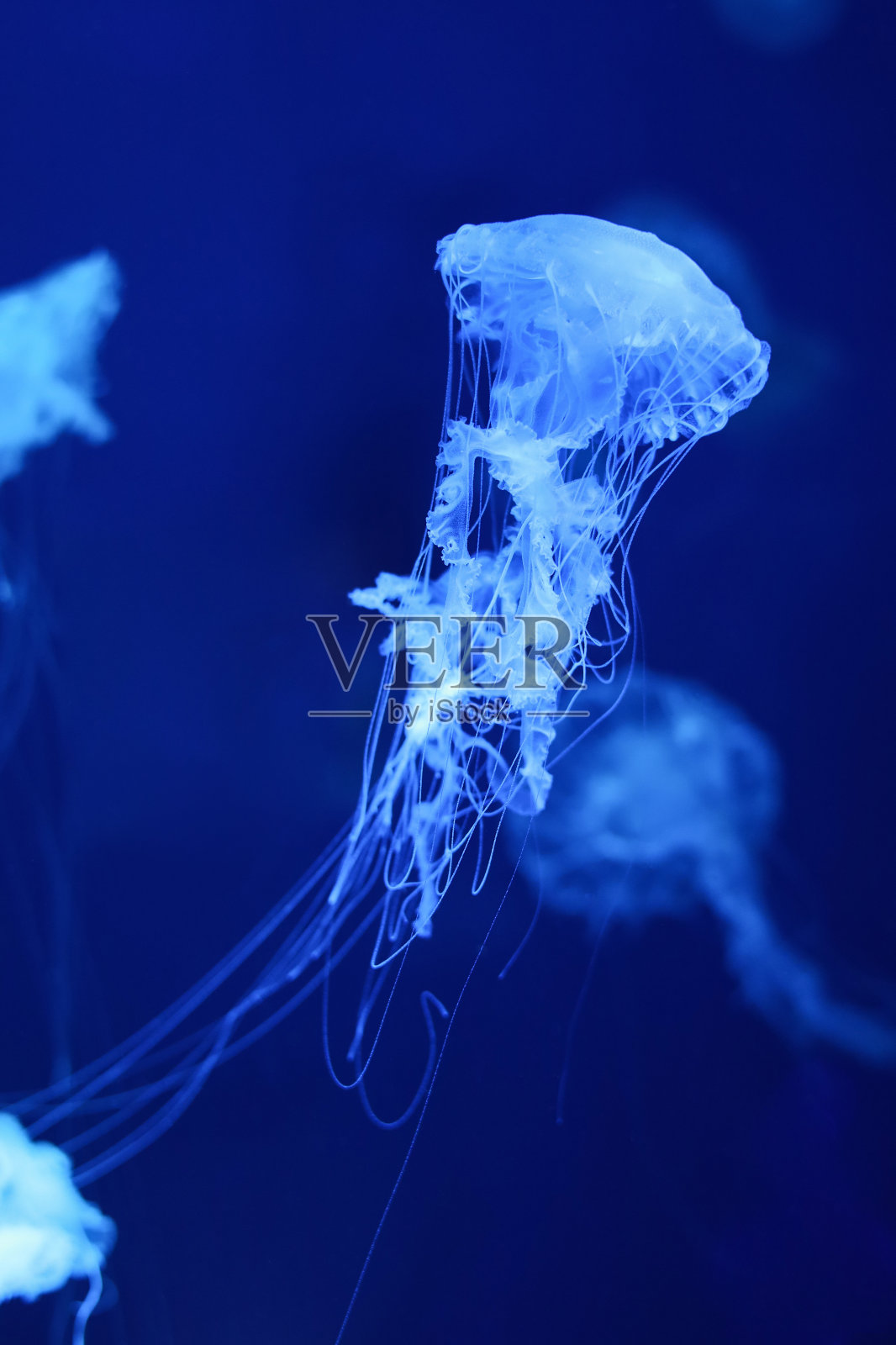 海军蓝背景下的霓虹蓝色水母。照片摄影图片