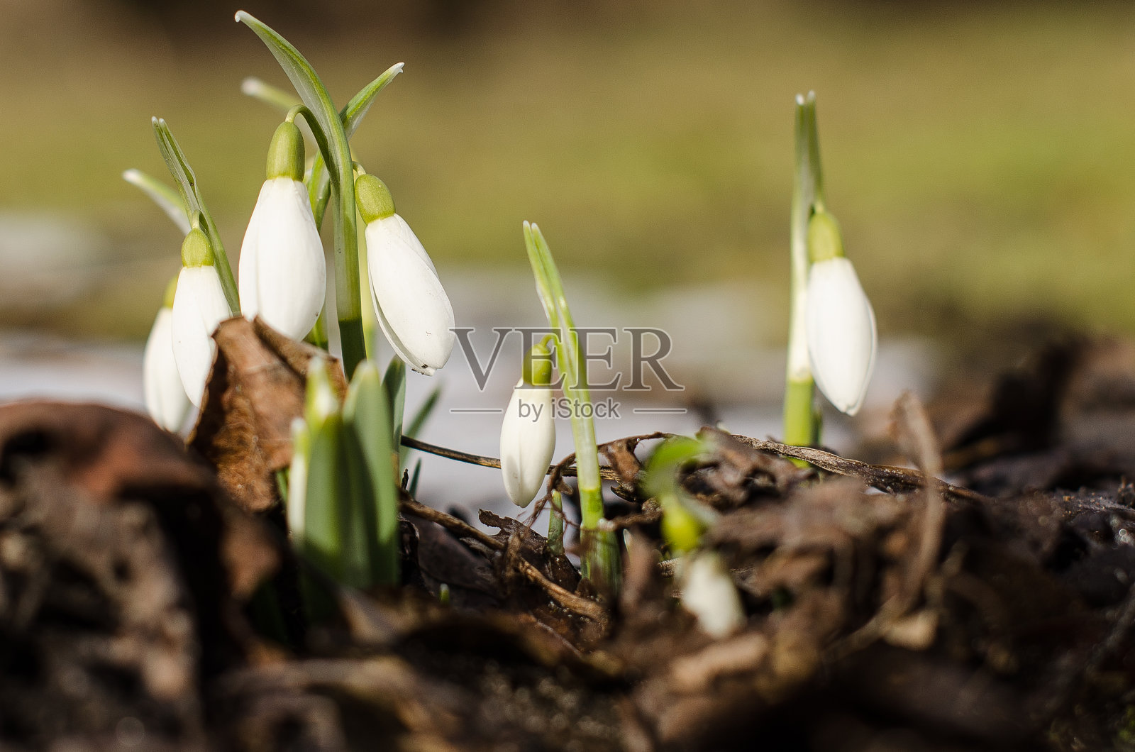 雪花莲从真正的雪和老树叶照片摄影图片