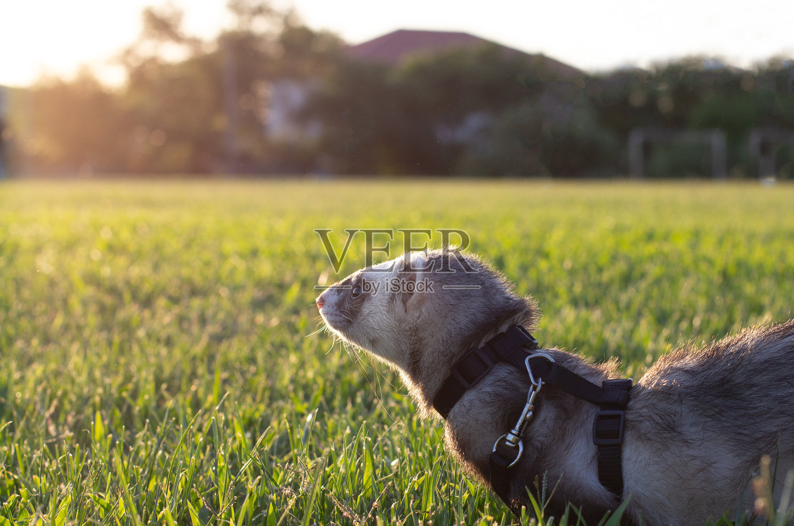雪貂在绿草黄昏照片摄影图片