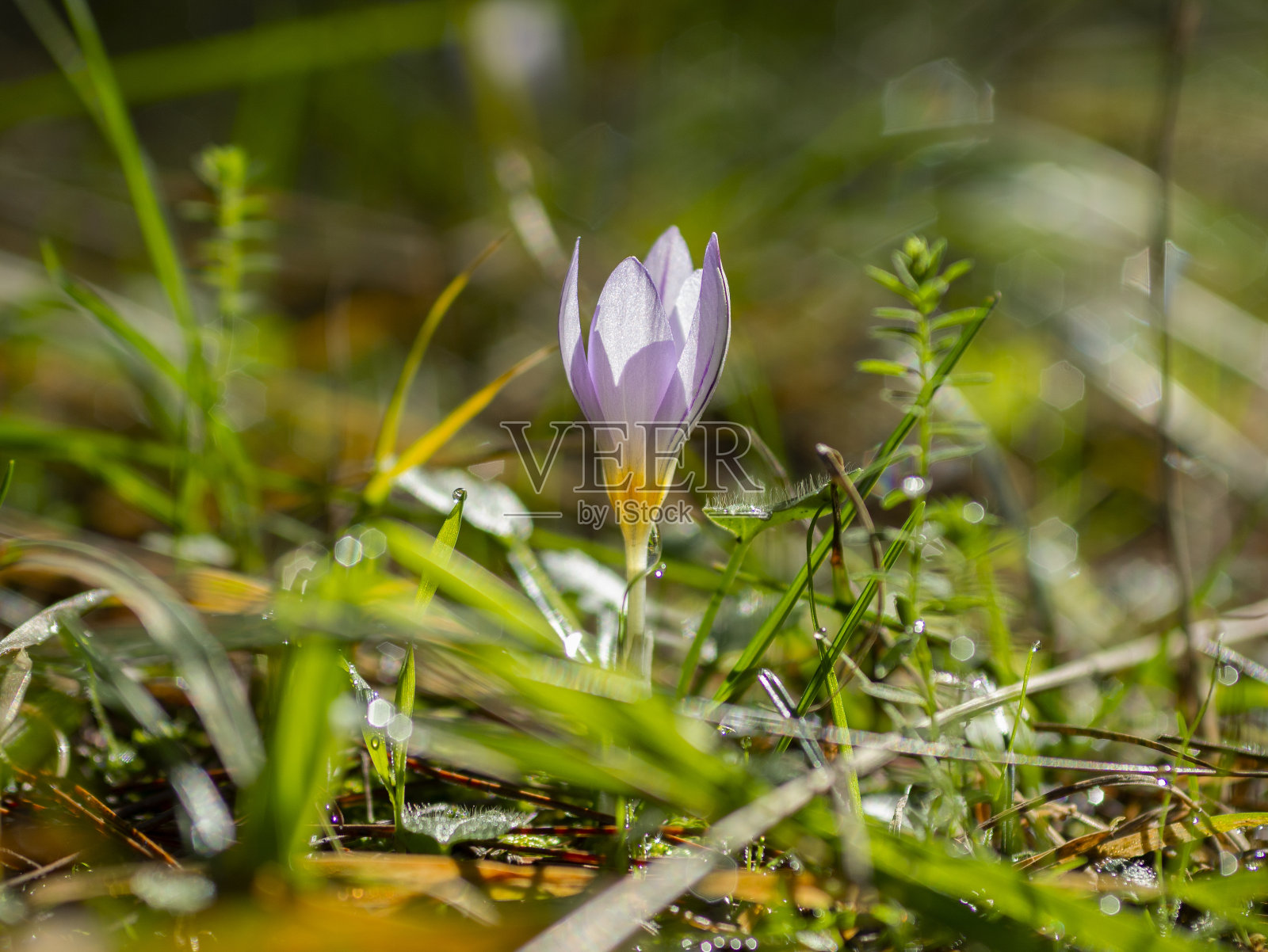 近距离观察希腊森林中的番红花照片摄影图片