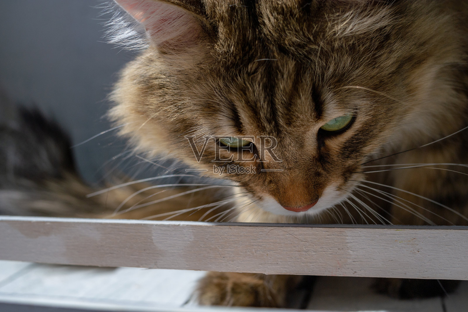 一只姜黄色的大猫正在嗅一个白色的木箱子。猫在阳光下玩耍照片摄影图片