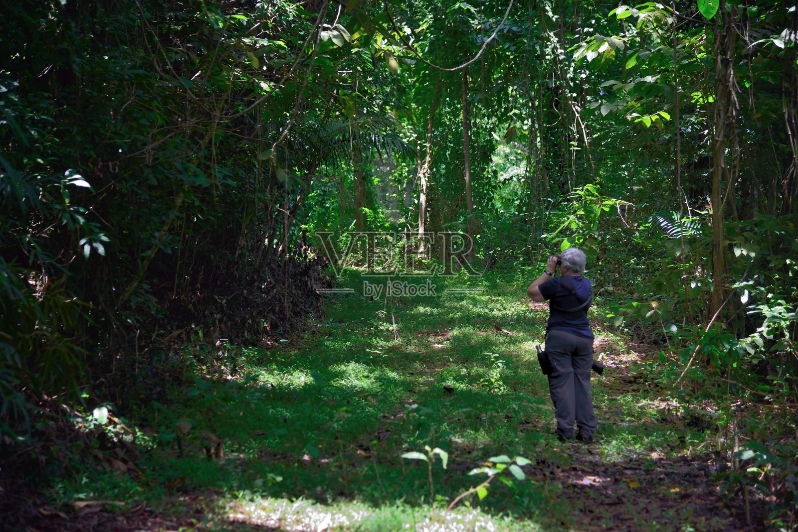 牙买加资深女性鸟类观察者照片摄影图片
