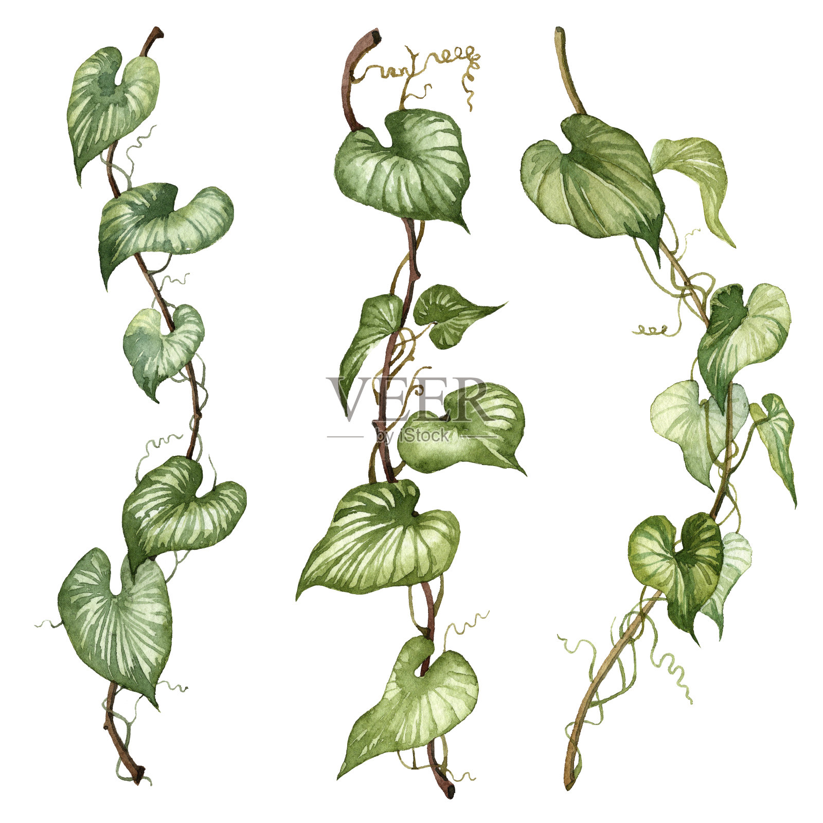 一套水彩手绘藤蔓树叶。插画图片素材