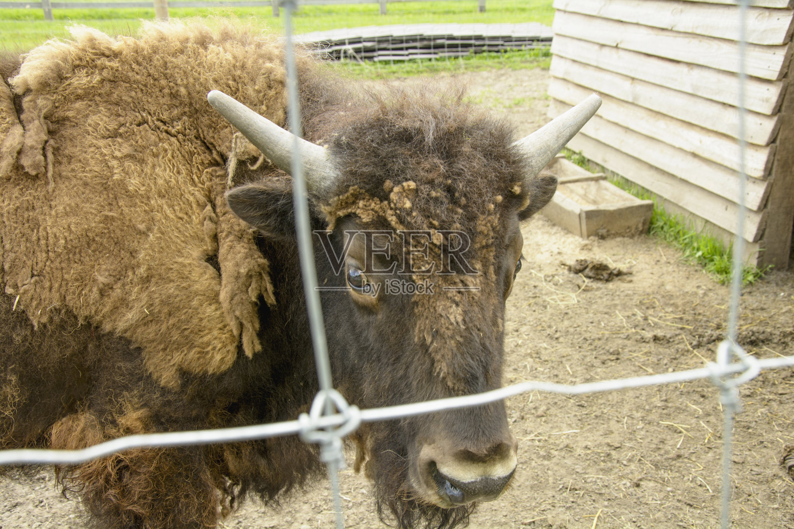 美丽的大野牛在动物园里散步照片摄影图片