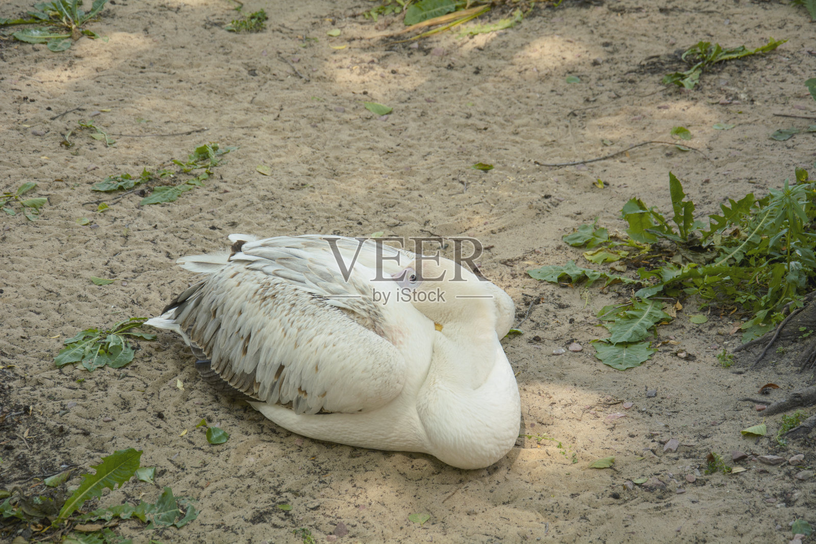 美丽的驯养水鸟可爱的鹈鹕休息在水照片摄影图片