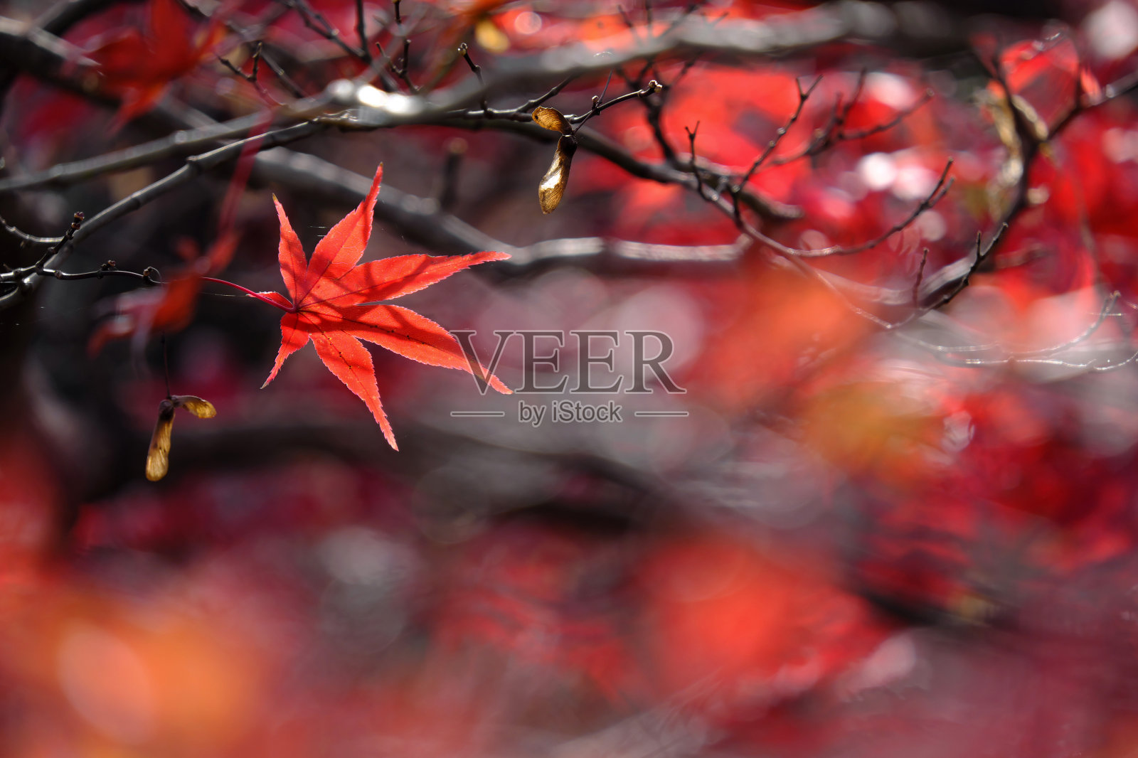 日本大阪的红叶照片摄影图片