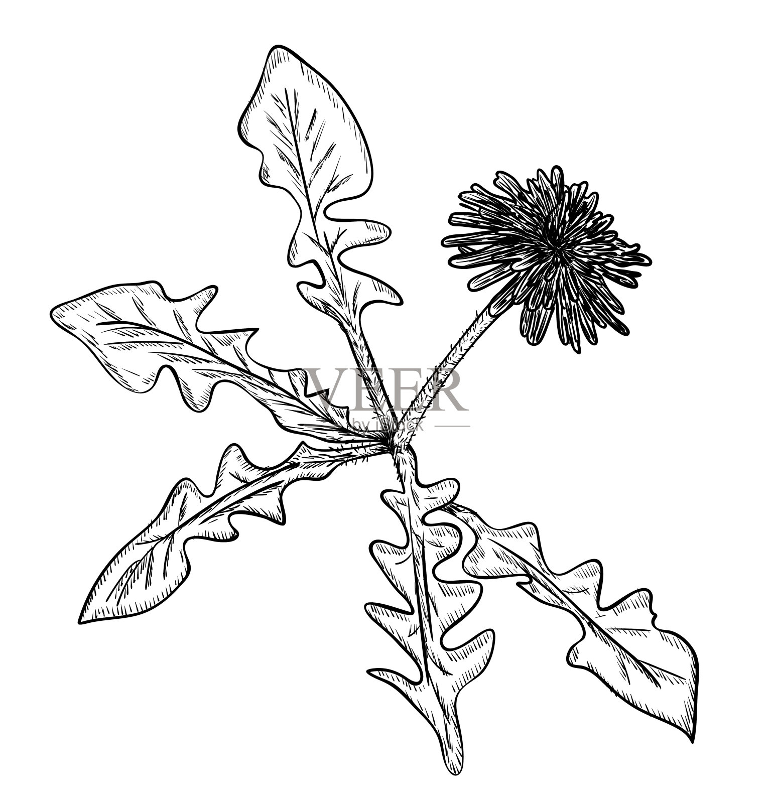 矢量插图，孤立的蒲公英花在黑白颜色，原始轮廓手绘绘图插画图片素材