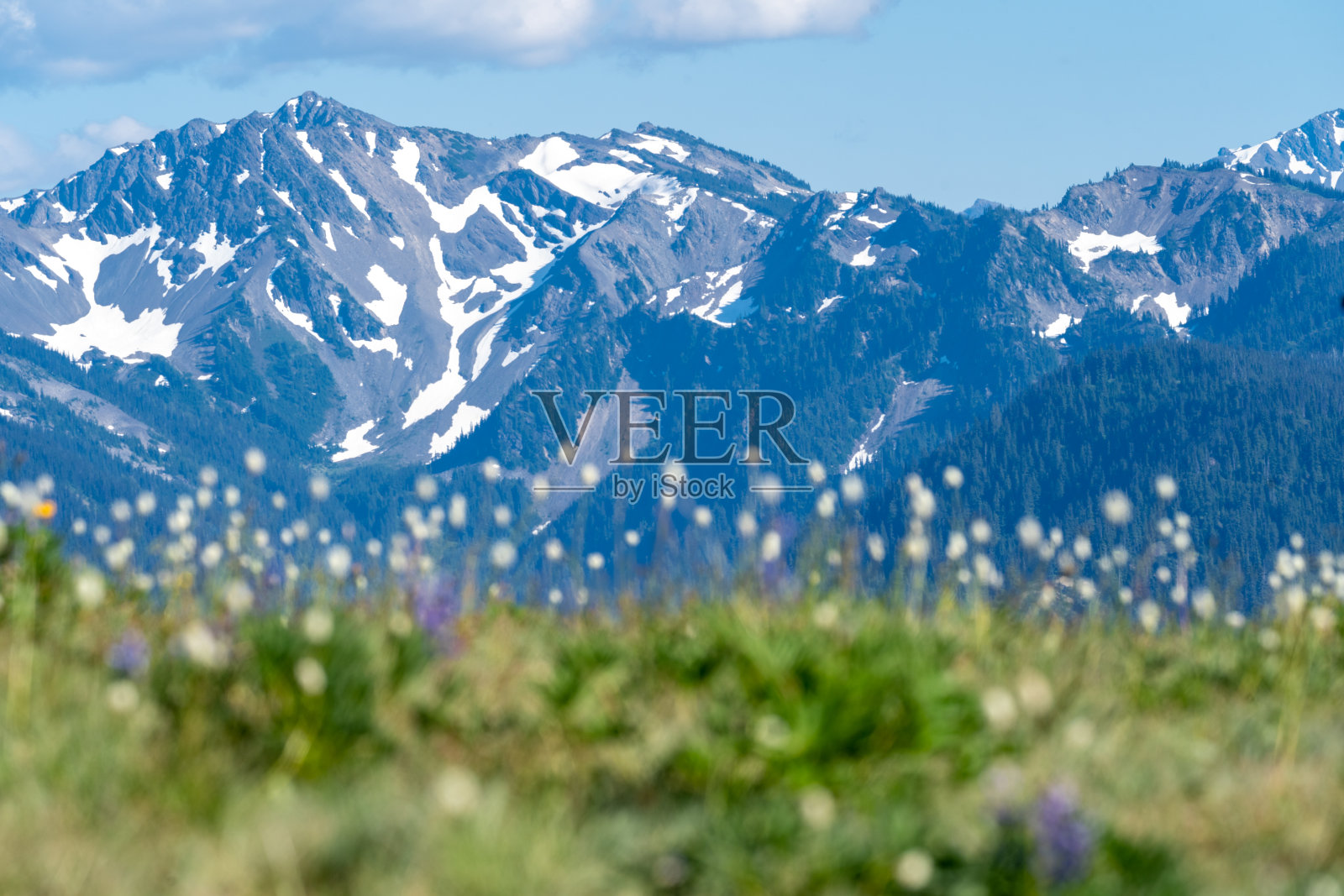 在奥林匹克国家公园的飓风岭野花，只有山的焦点照片摄影图片