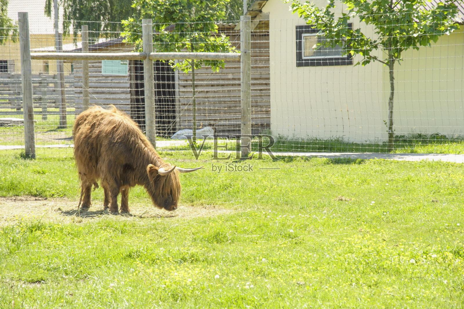农场里美丽可爱的苏格兰角牛照片摄影图片
